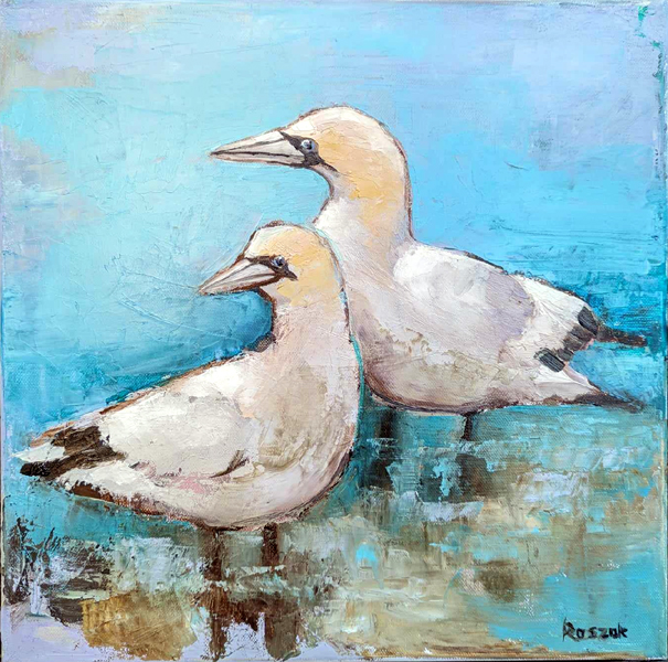 GANNETS oil on canvas 40cmx40cm