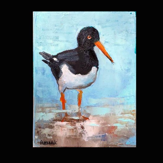 Oyster catcher oil on canvas 25cmx20cm